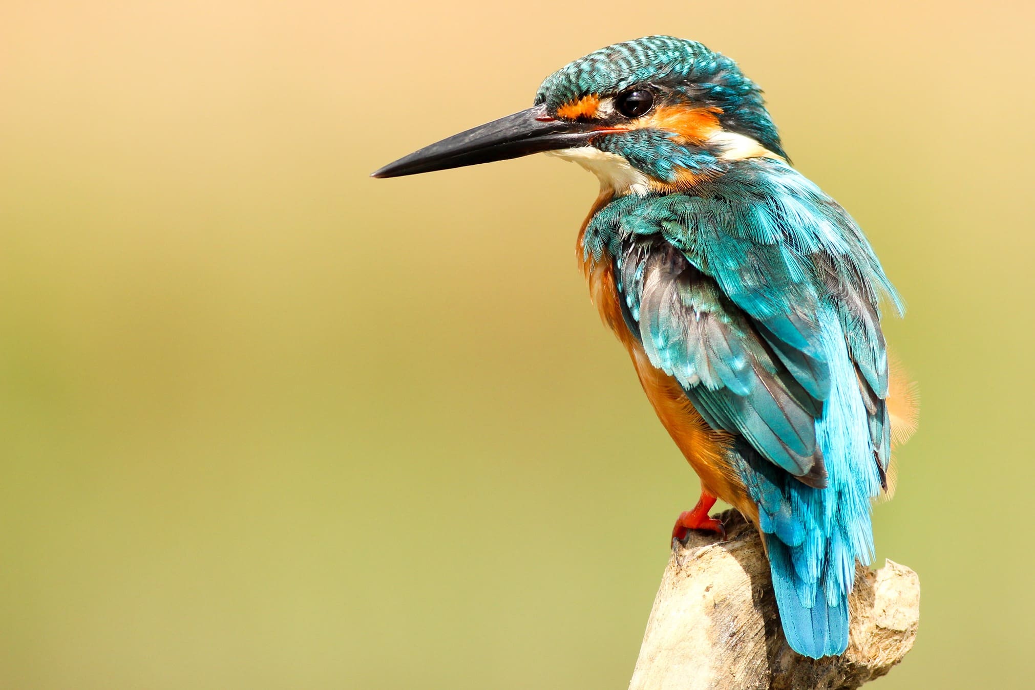 a bird