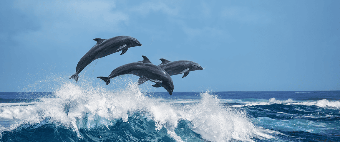 dolphins