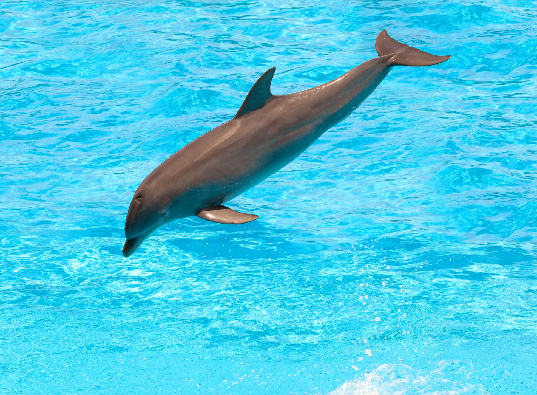 dolphin